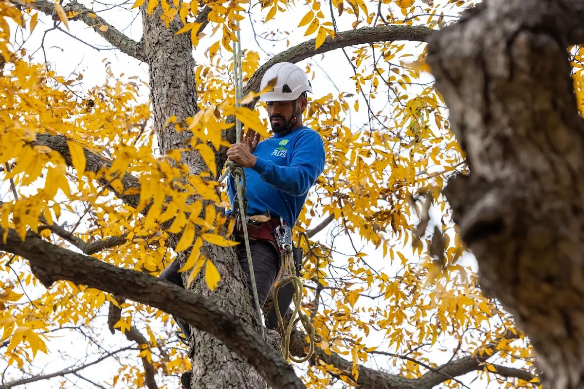 Skilled Tree Transplanting crew working in Rochester